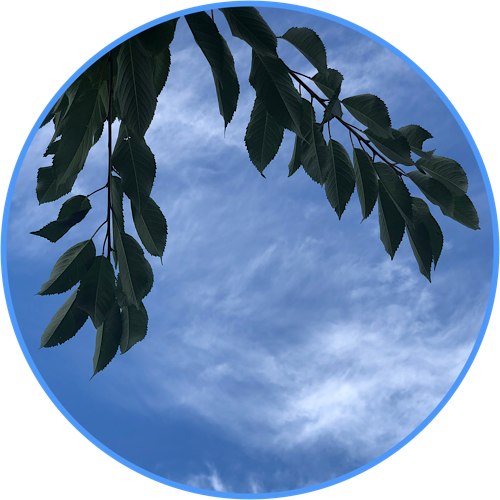Kirschbaumblätter mit blauem Himmel